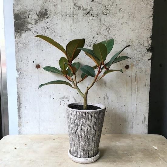フィカス　ベルベット　お引取り限定　植物　インテリア フィカス ベルベット お引取り限定 植物 インテリア 希少 ゴムの