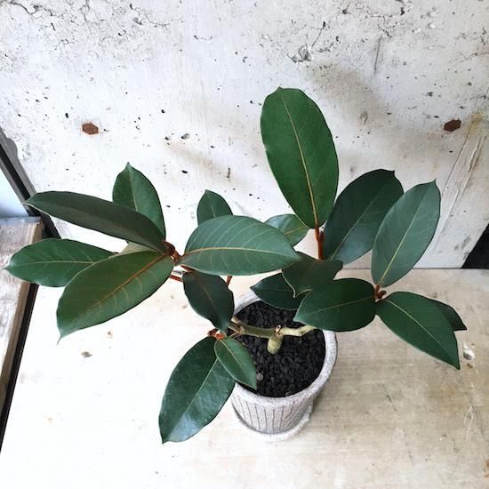 フィカス　ベルベット　お引取り限定　植物　インテリア フィカス ベルベット お引取り限定 植物 インテリア
