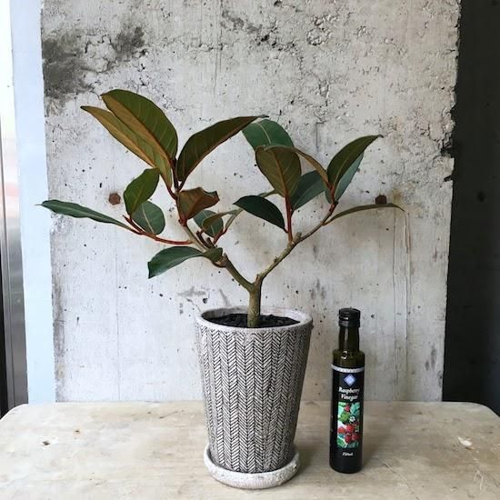 フィカス　ベルベット　お引取り限定　植物　インテリア フィカス ベルベット お引取り限定 植物 インテリア