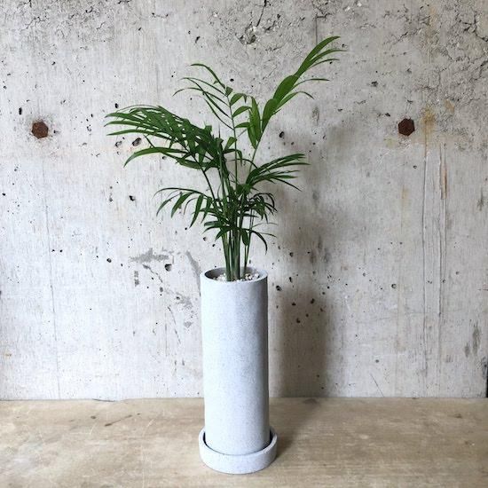 観葉植物小鉢セット テーブルヤシ パキラ Tranship 観葉植物小鉢セット テーブルヤシ パキラ Tranship