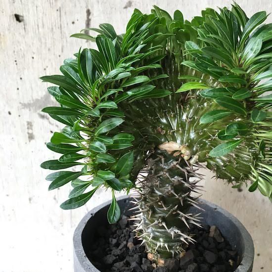 グラキリス　綴化　特大株　メルカリ便対応 グラキリス 綴化 特大株 メルカリ便対応