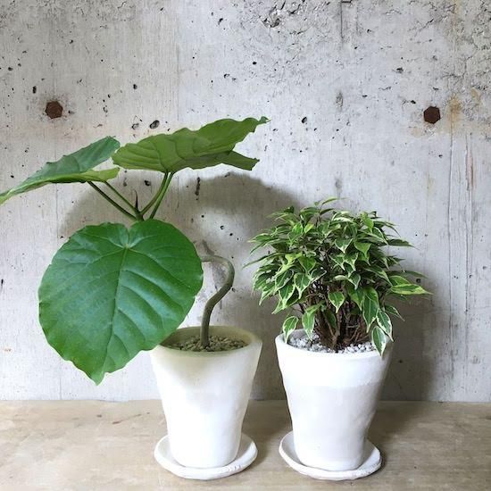 観葉植物小鉢セット ウンベラータ フィカス ベンジャミンラブリー Tranship 観葉植物小鉢セット ウンベラータ フィカス ベンジャミンラブリー Tranship