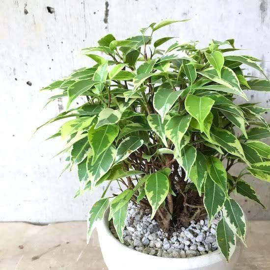 観葉植物小鉢セット(ウンベラータ・フィカス ベンジャミン 観葉植物小鉢セット(ウンベラータ・フィカス ベンジャミン