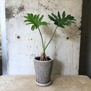 セローム 　根上がり