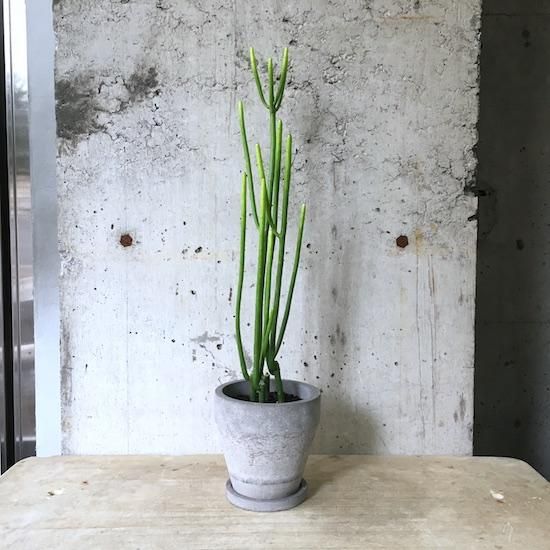 ユーフォルビアセドロルム Euphorbia cedrorum ユーフォルビア・セドロルム I インドア