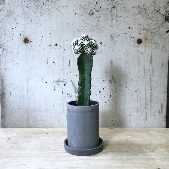 サボテン 金鯱 サボテン Kinsyachi Echinocactus grusonii 7号サイズ