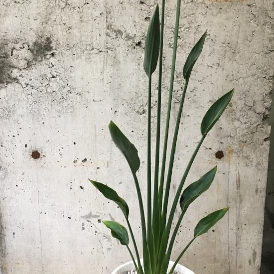 ストレリチア・ノンリーフ Table-L| 観葉植物通販 AND PLANTS