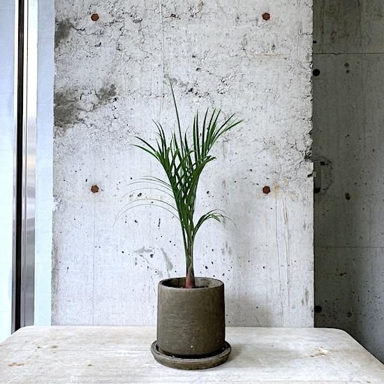 Amazon.co.jp: 【観葉植物／種子】Dypsis Decaryi ミツヤヤシ