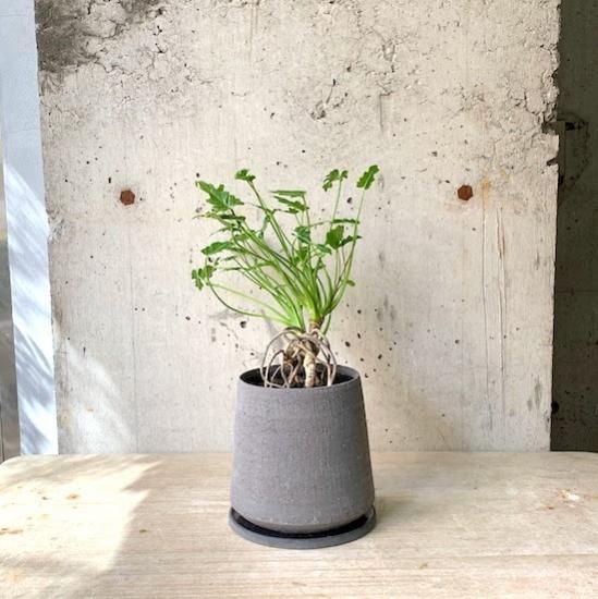 クッカバラ 幹立ち（実生） - TRANSHIP