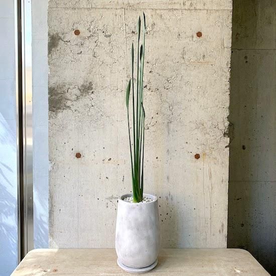 ストレリチア　ノンリーフ　黄花 ストレリチア ノンリーフ 黄花