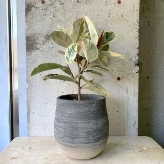 観葉植物（中鉢）の通販はTRANSHIP