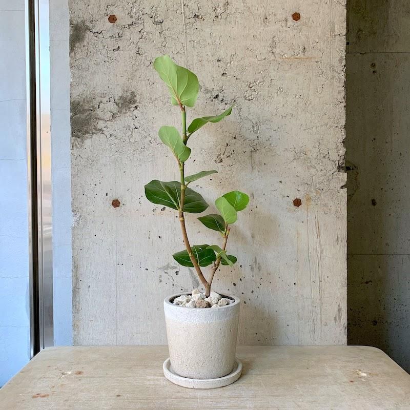 シーグレープ 古木【現品】☆希少☆ 観葉植物 室内 大型