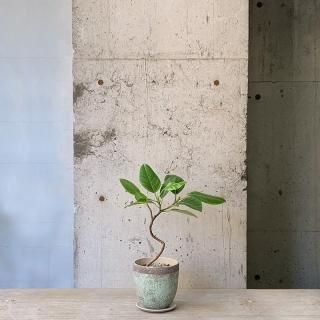 フィカス アルテシマ グリーンポット