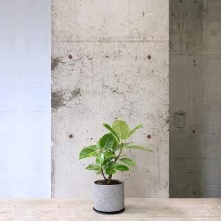フィカス アルテシマ