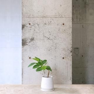 フィカス アルテシマ 
