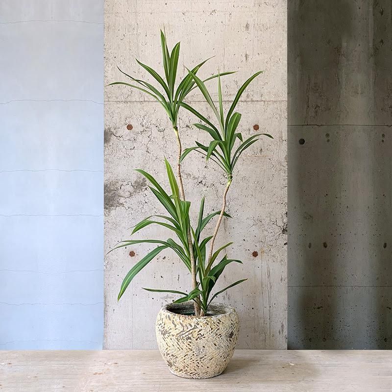 人気！ヘテロパナックス　コルジリネストリクタ根上がり 観葉植物　361 人気！ヘテロパナックス コルジリネストリクタ根上がり 観葉植物 361