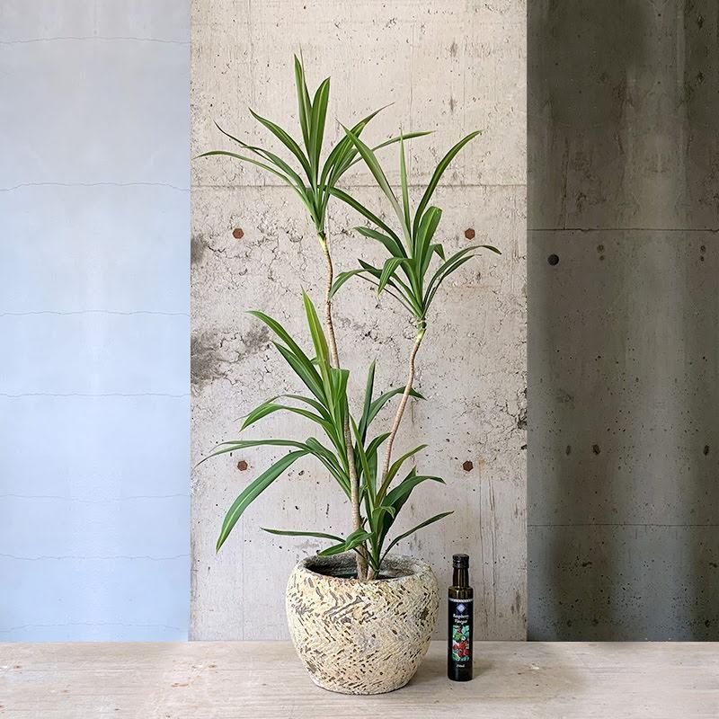 人気！ヘテロパナックス　コルジリネストリクタ根上がり 観葉植物　361 人気！ヘテロパナックス コルジリネストリクタ根上がり 観葉植物 361