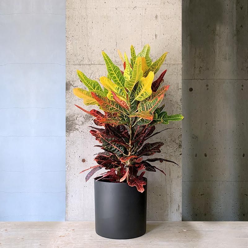 クロトン。黄色。大型。観葉植物。鉢ごと無料で発送致します。 クロトン：sp.（丸葉イエロー） 4号鉢植え の通販 | 園芸ネット