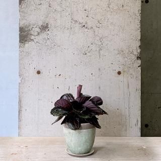 育てやすい植物の通販はTRANSHIP