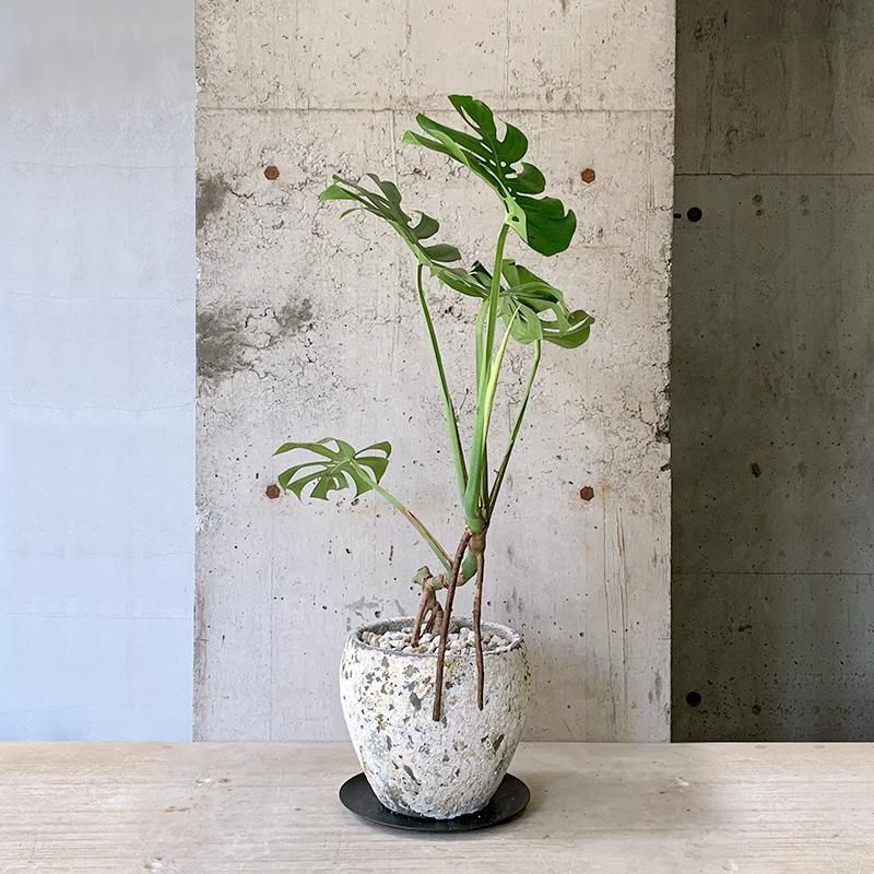 現品　モンステラ　デリシオーサ　62番　モンステラデリシオーサ　根上がり　特大 観葉植物 大型 モンステラ・デリシオーサ（根上がり仕立て） / 5