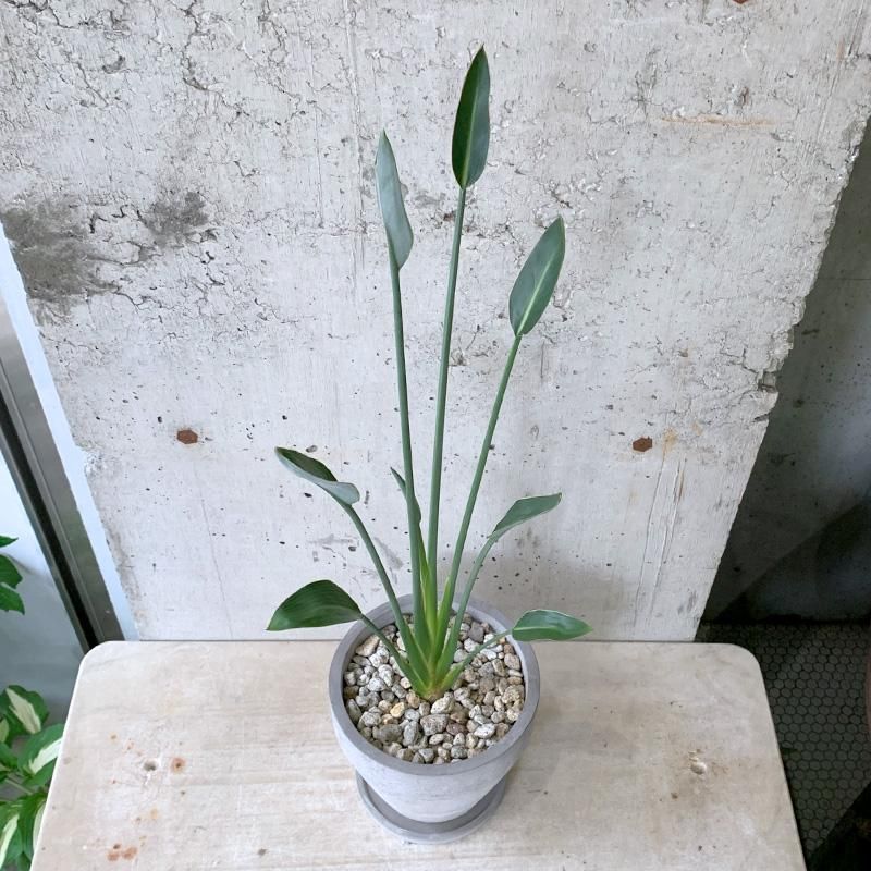 ストレチア ノンリーフ