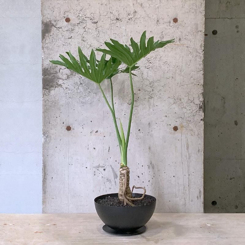 フィロデンドロン・セローム 中型 植物 152461516_o2.jpg?