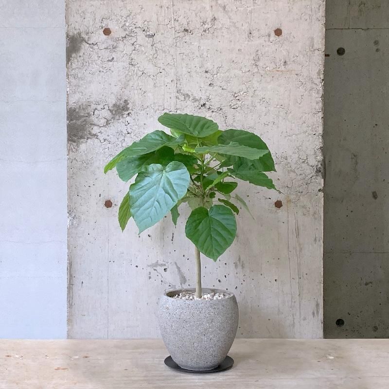 現品】幹極太 ②フィカスウンベラータ朴 樹形綺麗 人気観葉植物