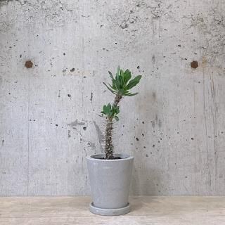 isla del pescado - Euphorbia x 'groenefica'-ユーフォルビア