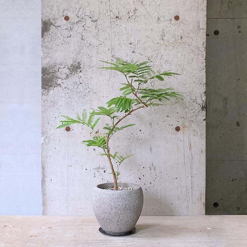 エバーフレッシュ斑入り - メルカリ