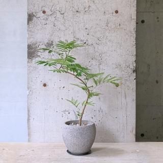 エバーフレッシュ
