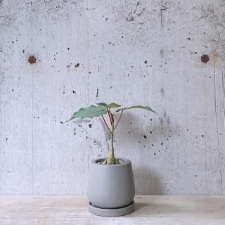 フィカス　ペティオラリス①　urb pot-TYPE01-S