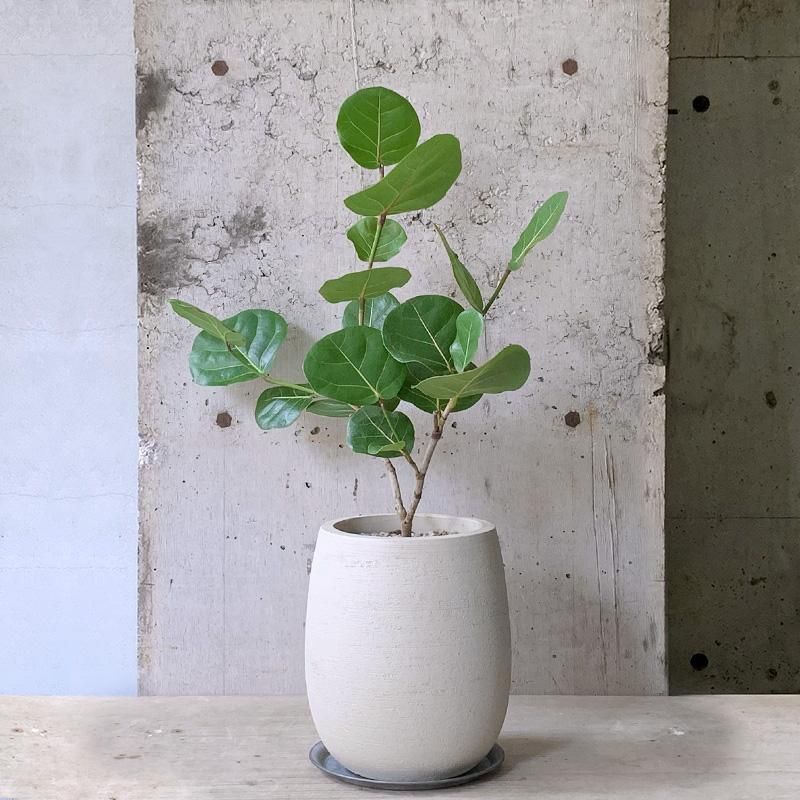 シーグレープ | FEEL THE GREEN | 姫路の観葉植物取扱店舗