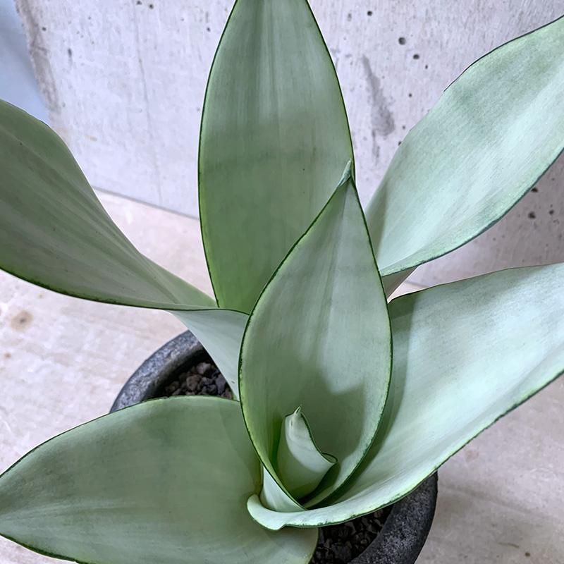 即納特典付き 観葉植物 サンスベリア シルバーキング ７号 １鉢 沖縄別途送料 在庫限り 完売次第終了ぽっきりsale R4urealtygroup Com