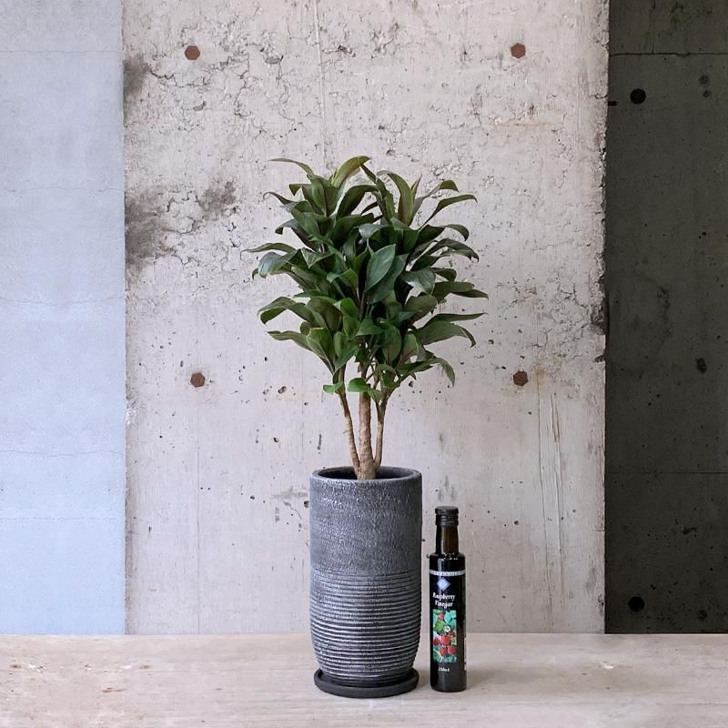 大型 コルジリネ パープルコンパクタ 10号陶器鉢 植え込み発送