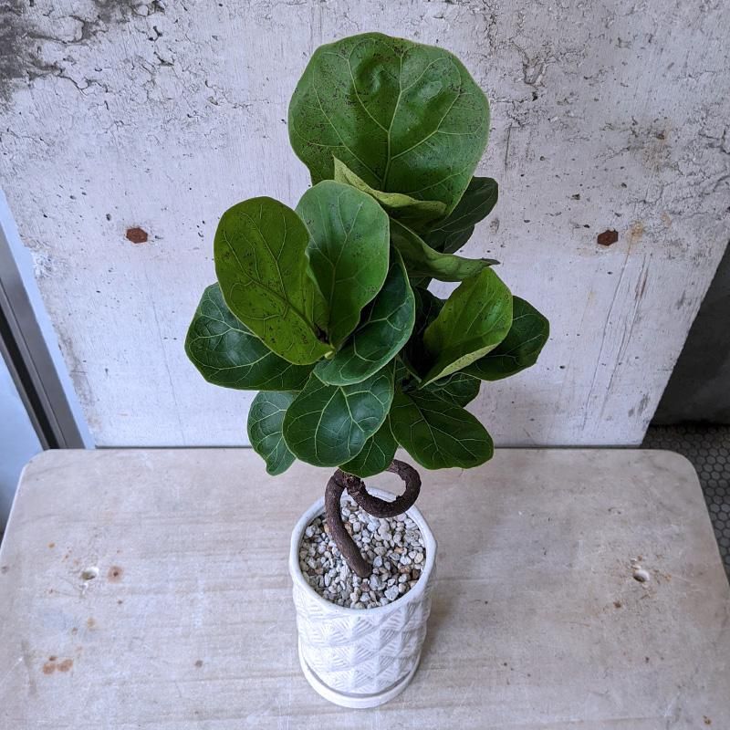 観葉植物 フィカス リラータ バンビーノ 140cm フィカス リラータ バンビーノ – MOLLIS