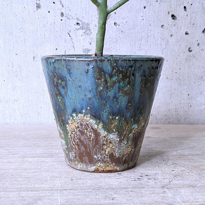 ユーフォルビアフィヘレネンシス鉢皿付き