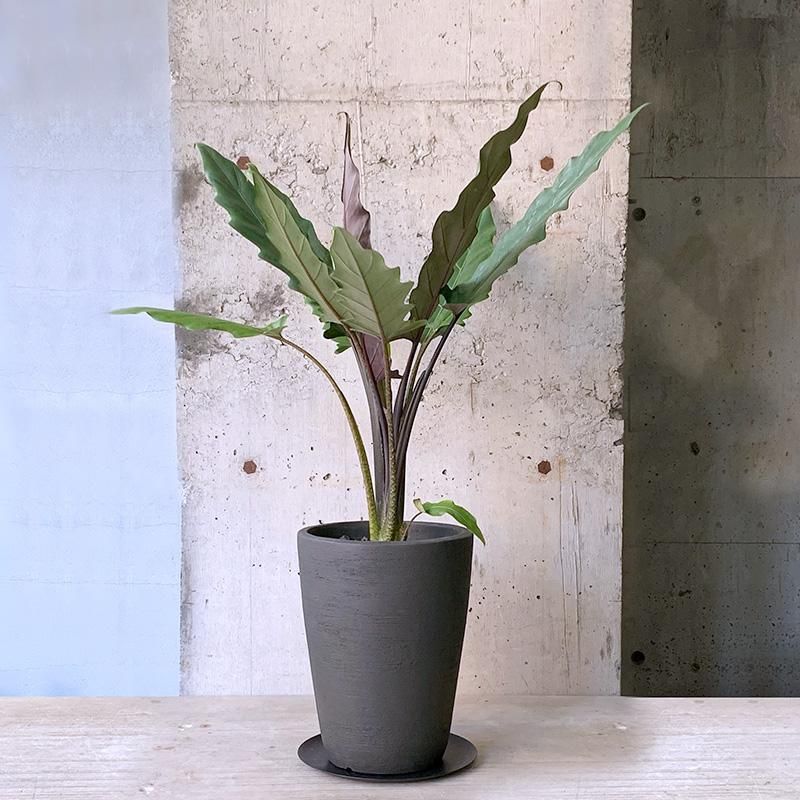 アロカシア　ローライダー　斑入り アロカシア ロウライダー 斑入り Lowrider Variegated