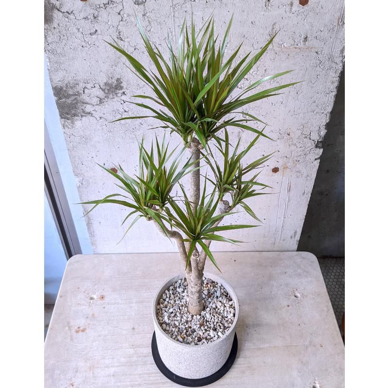 ドラセナ　コンシンネ 観葉植物 ドラセナ コンシンネ 6号 インティ ホワイト 付き