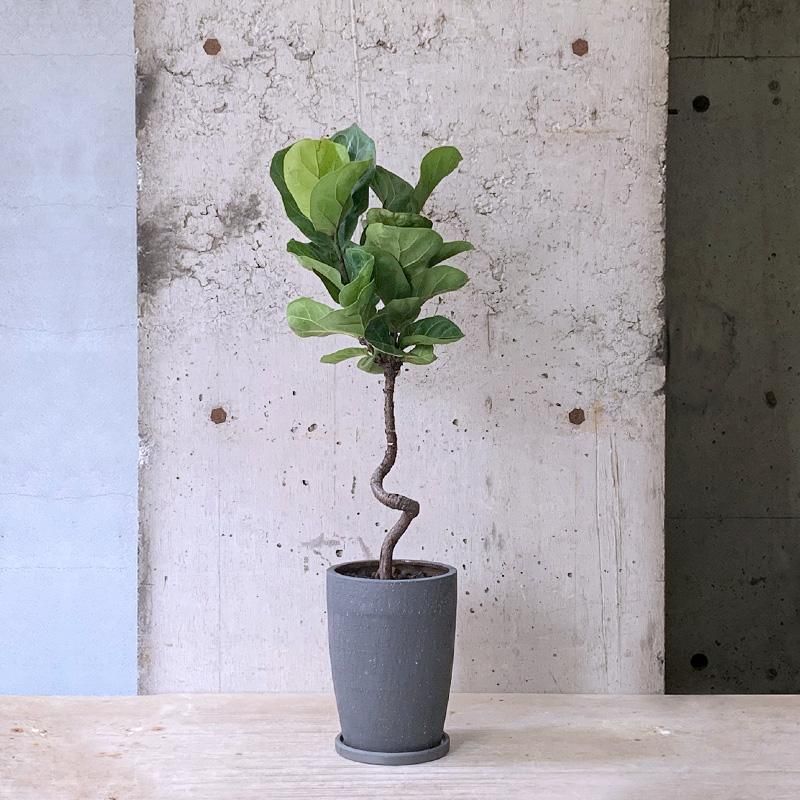 観葉植物 フィカス リラータ バンビーノ 140cm フィカス リラータ バンビーノ - TRANSHIP