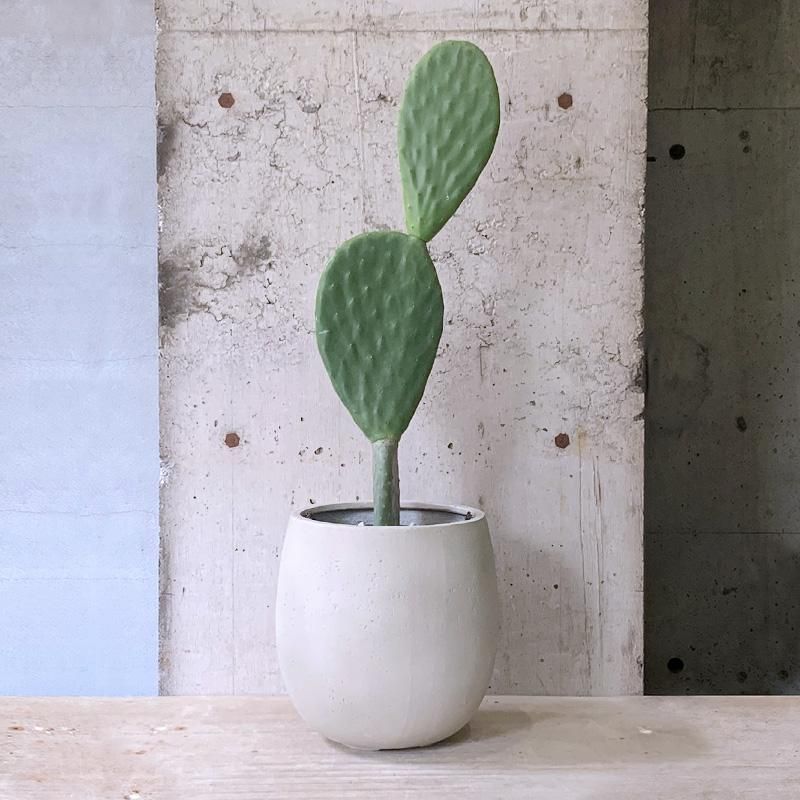 【現品】バーバンク　ウチワサボテン　7号　黒鉢　（2） 現品】バーバンク ウチワサボテン 7号 黒鉢（2） サボテン バー