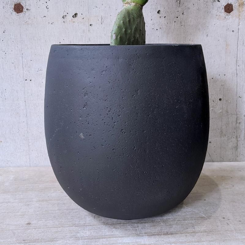 【現品】バーバンク　ウチワサボテン　7号　黒鉢　（2） 現品】バーバンク ウチワサボテン 7号 黒鉢（2） : 花のアリマツ