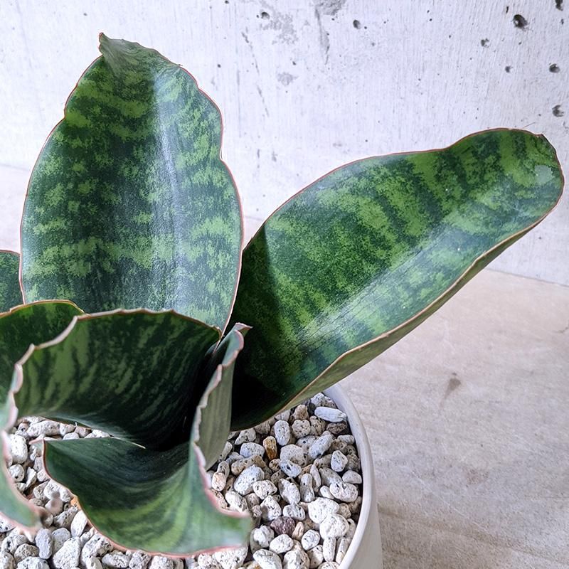 2022春夏新作】 巨大？！サンスベリア マッソニアーナ 植物/観葉植物