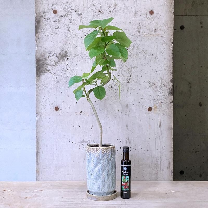 フェイクグリーン 大型 ウンベラータ 100cm 光触媒 観葉植物