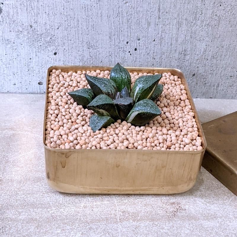 多肉植物 ハオルチア デケナヒー mundoeia.com.br