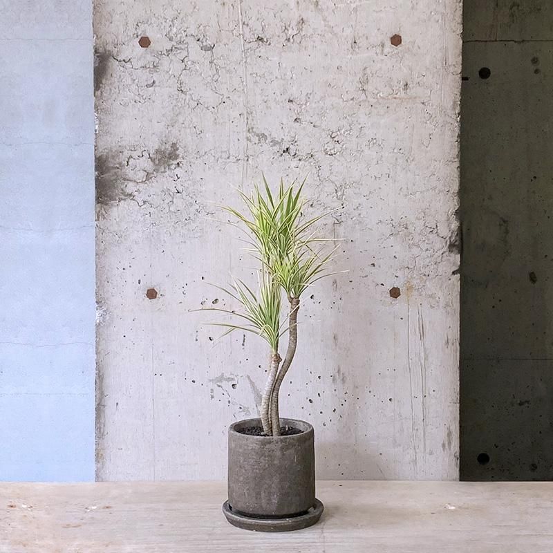 ドラセナ コンシンネ ホワイボリー ② - TRANSHIP