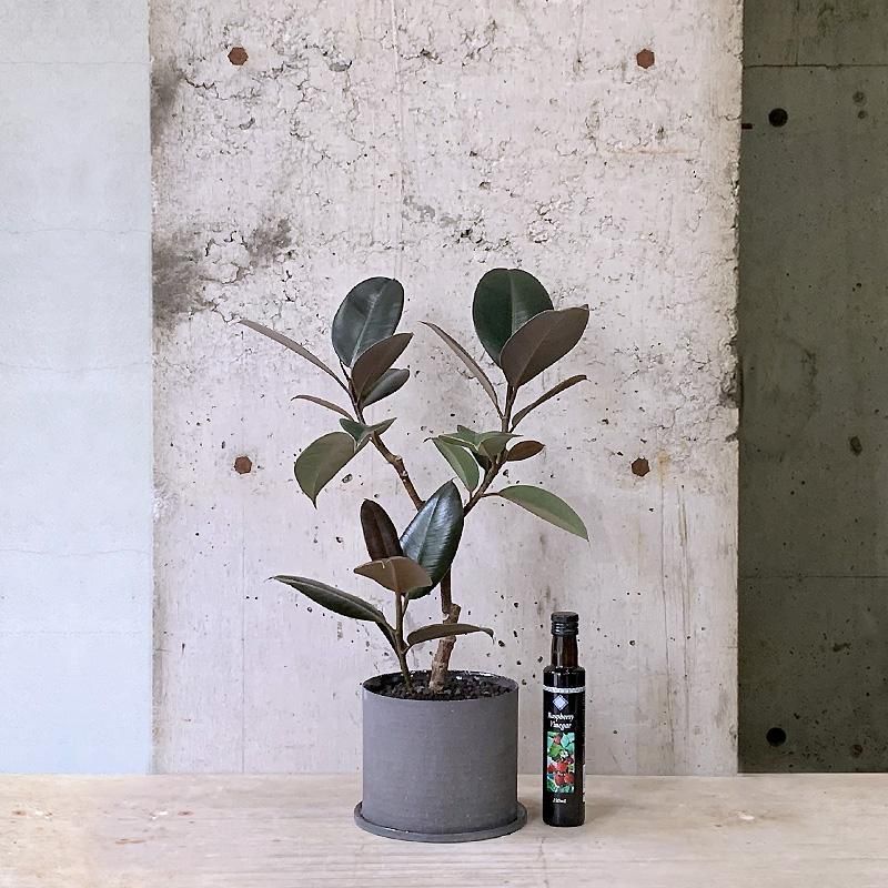 フィカス　バーガンディ　グラファイトストーム陶器鉢　植え込み発送 156452519_o6.jpg?