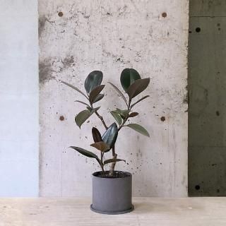 育てやすい植物の通販はTRANSHIP