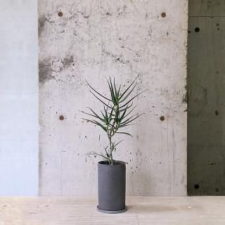 育てやすい植物の通販はTRANSHIP