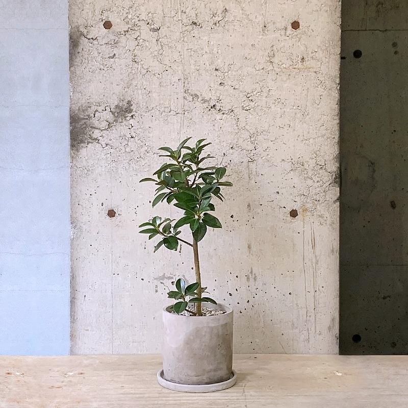 フランスゴム SPILAL no41 リビングサイズ 高さ125cm