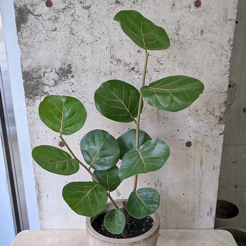 シーグレープ　3 楽天市場】PLANCHU 観葉植物 ココロバ シーグレープ 3.5号鉢